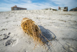 Flotsam.jpg