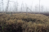 Goodbys Lake in Fog 10