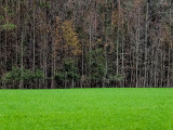 Winter Rye.jpg