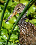 Juvenile White Ibis.jpg