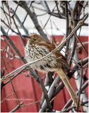 K3E4810a-Brown Thrasher.jpg