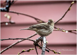 K3E5114-House Finch-female.jpg