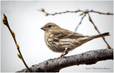 K3E5267-House Finch-female.jpg