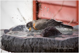 K3E5324-Robin.jpg