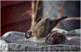 K3E5368-Robin.jpg