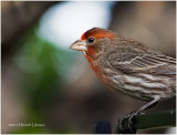 K410115-House Finch-male.jpg