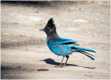 K410419-Stellars Jay.jpg