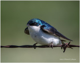 K410563-Tree Swallow.jpg