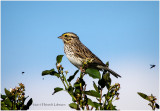 K410885-Savannah Sparrow.jpg