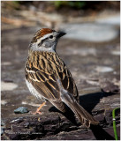K411128-Chipping Sparrow.jpg