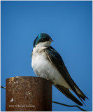 K411147-Tree Swallow.jpg
