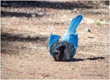 K411693-Stellers Jay.jpg