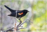 K411783-Red-winged Blackbird.jpg