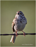 K411835-Savannah Sparrow.jpg