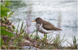 K412017-Spotted Sandpiper.jpg