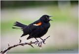 K412054-Red-winged Blackbird-male.jpg