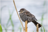 K412072-Red-winged Blackbird-female.jpg