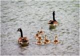 K412138-Canada Geese.jpg