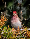 K412492-Cassins Finch.jpg