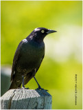 K412640-Brewers Blackbird.jpg