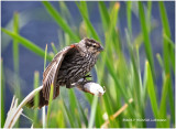 K413012-Red-winged Blackbird-female.jpg