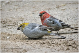 K413237-Pine Grosbeaks.jpg