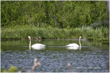 K413692-Tundra Swan.jpg