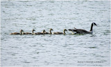 K414422-Canada Geese.jpg