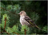 K414557-Pine Siskin.jpg