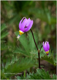 KS24137-Northern Shootong Star.jpg