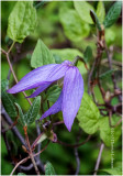 KS24145-Blue Clematis.jpg