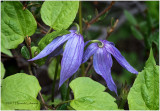KS24159-Blue Clematis.jpg