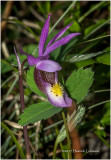 KS24181-Calypso Orchid.jpg