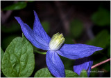 KS24472-Purple Virgins Bower.jpg