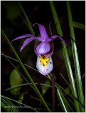 KS24511-Calypso Orchid.jpg