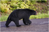 K316156-Black Bear.jpg