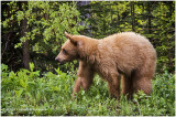 K316187-Black Bear.jpg