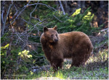 K410996-Black Bear.jpg