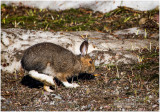 K411540-Hare.jpg