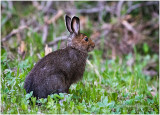 K411962-Hare.jpg