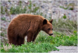 K411985-Black Bear.jpg