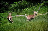 K412582-White-tailed Deer.jpg