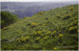 K315542-Waterton Lakes National Park.jpg