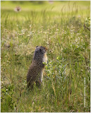 K316661=Ground Squirrell.jpg