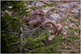 K316842-Bighorn Sheep.jpg
