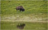 K316979-Bison.jpg