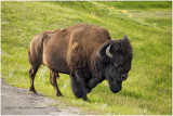K316989-Bison.jpg