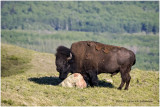 K410965-Bison.jpg