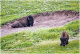 K413921-Bison.jpg