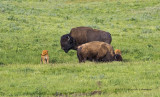 K413988-Bison.jpg